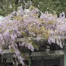 上海旅游 缩略图 5