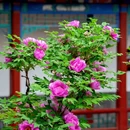 北京旅游 缩略图 2
