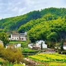 黄山旅游 缩略图 7