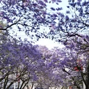 凉山旅游 缩略图 9