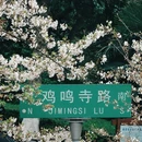 南京旅游 缩略图 8