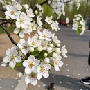 哈尔滨旅游 缩略图 5