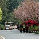 成都旅游 缩略图 8