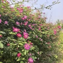 武汉旅游 缩略图 13