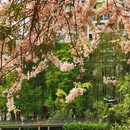 深圳旅游 缩略图 10
