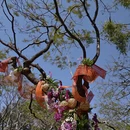 深圳旅游 缩略图 10