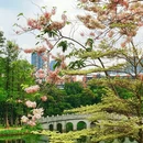 深圳旅游 缩略图 5