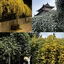 西安旅游 缩略图 1
