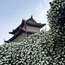 西安旅游 缩略图 16
