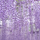 上海旅游 缩略图 3