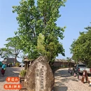 普洱旅游 缩略图 1