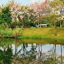 深圳旅游 缩略图 12