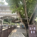 南宁旅游 缩略图 6