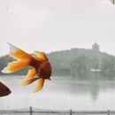 杭州旅游 缩略图 14