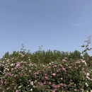 武汉旅游 缩略图 7