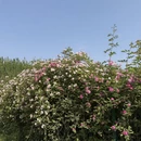 武汉旅游 缩略图 5