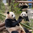 雅安旅游 缩略图 7