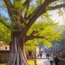 宜春旅游 缩略图 6