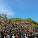 上海旅游 缩略图 5