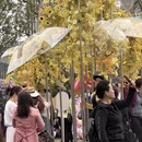 上海旅游 缩略图 2