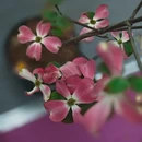 苏州旅游 缩略图 1