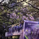 昆明旅游 缩略图 3