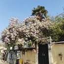 青岛旅游 缩略图 5