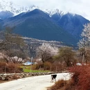 林芝旅游 缩略图 15