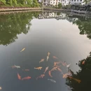 杭州旅游 缩略图 15