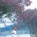 南宁旅游 缩略图 5
