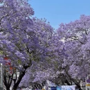 凉山旅游 缩略图 11