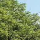 杭州旅游 缩略图 6