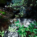 萍乡旅游 缩略图 7
