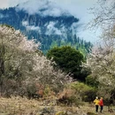 林芝旅游 缩略图 17