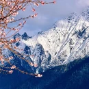 林芝旅游 缩略图 10