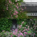 南京旅游 缩略图 3