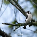 黄山旅游 缩略图 4
