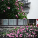 南京旅游 缩略图 4