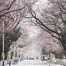长春旅游 缩略图 3
