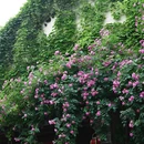 南京旅游 缩略图 8