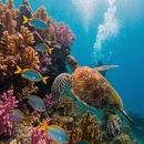 三亚旅游 缩略图 4