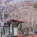 南京旅游 缩略图 5