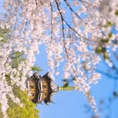 南京旅游 缩略图 2