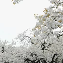 扬州旅游 缩略图 11
