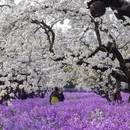 宿迁旅游 缩略图 7