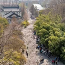 南京旅游 缩略图 11
