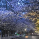 南京旅游 缩略图 1