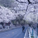 南京旅游 缩略图 12