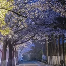 南京旅游 缩略图 2