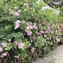 无锡旅游 缩略图 7